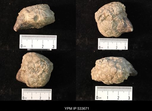 undet. Crinoidea