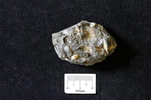 undet. Ammonoidea