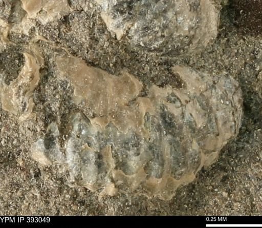 Scaphites sp.