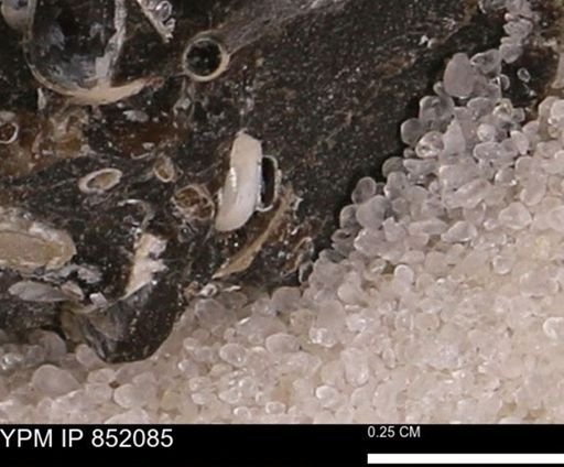 undet. Gastropoda