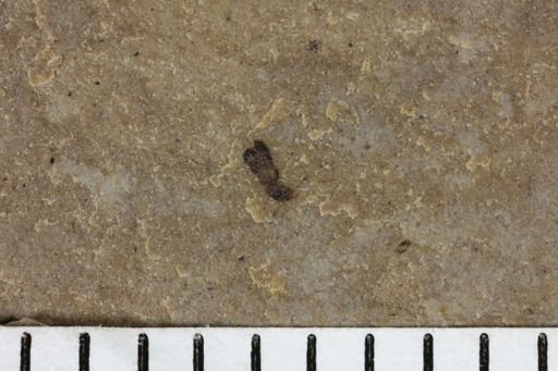 taxon undetermined