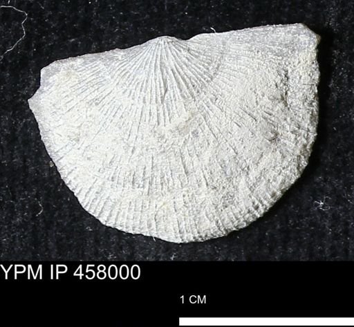 Strophodonta sp.