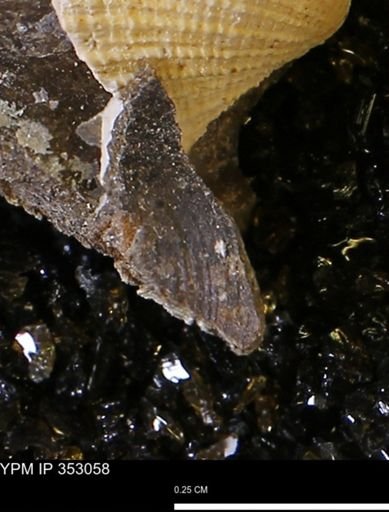 undet. Bivalvia