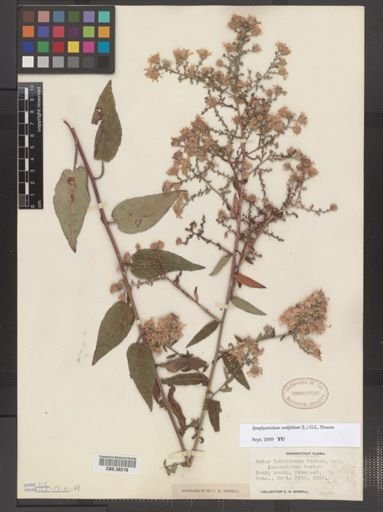 Symphyotrichum cordifolium