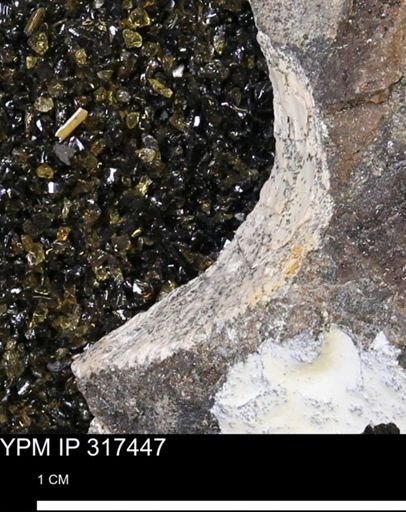 undet. Scaphitidae