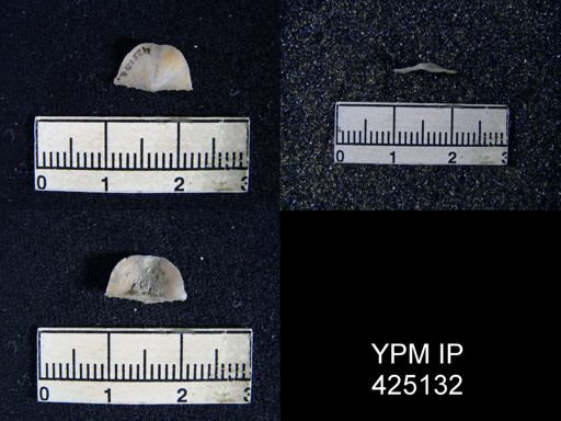 Chonetina flemingi var. plebeia