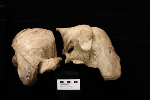 Odobenus rosmarus