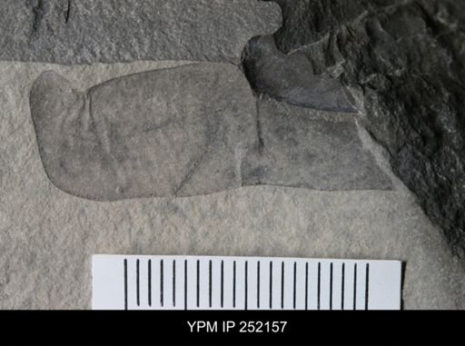 undet. Eurypterida