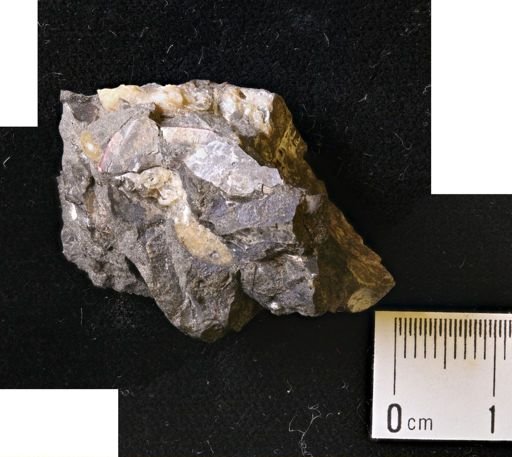 undet. Mollusca