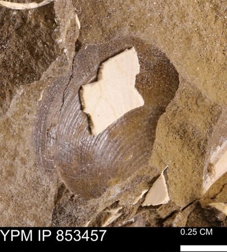 Limopsis striatopunctatus
