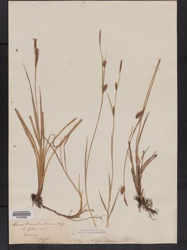 Carex