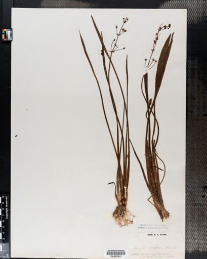 Sagittaria graminea
