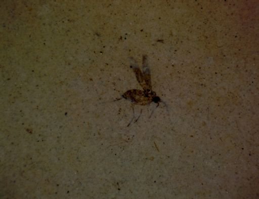 undet. Diptera