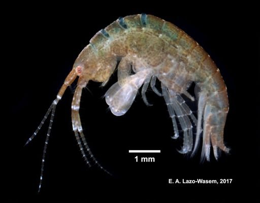 Ampithoe valida