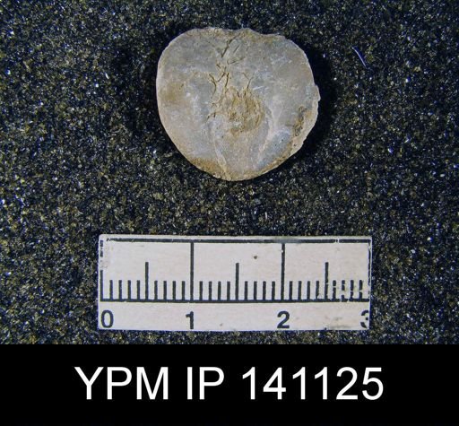 Spirigerella derbyi