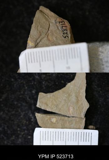 undet. Synziphosurina
