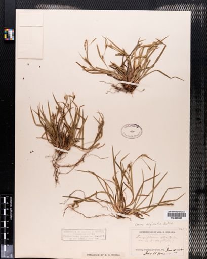 Carex digitalis