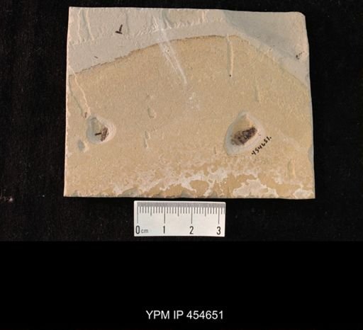 undet. Hexapoda