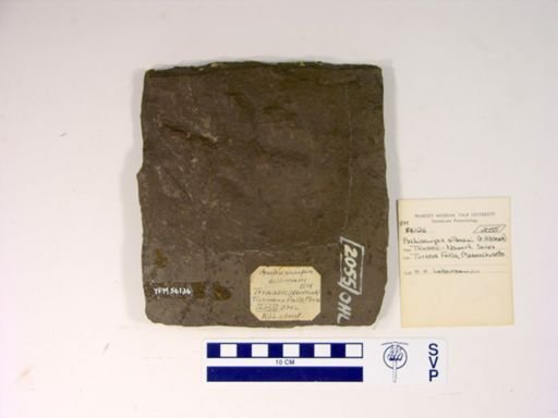Anchisauripus sillimani