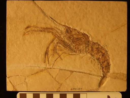 Aeger tipularius