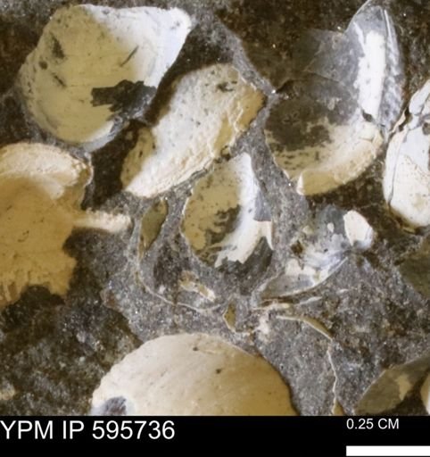 Protocardia sp.