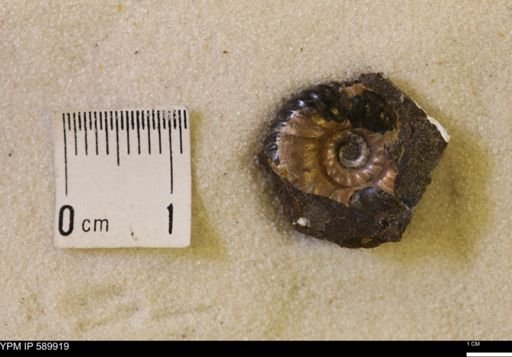 Jeletzkytes nebrascensis