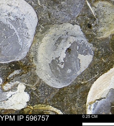 Limopsis striatopunctatus