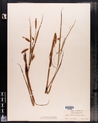 Carex
