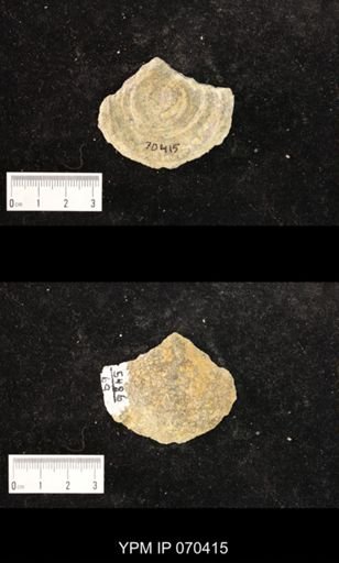 Heliolites nucella
