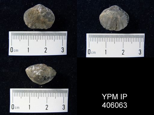 Parastrophina sp.