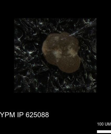 undet. Foraminiferida