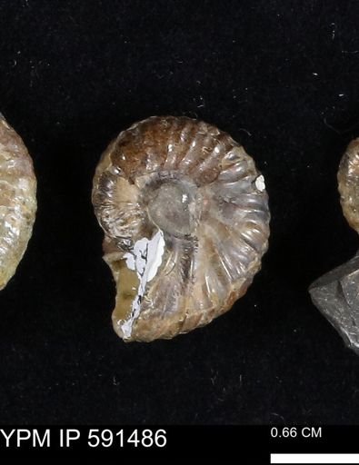 Hoploscaphites