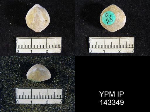Spirigerella derbyi
