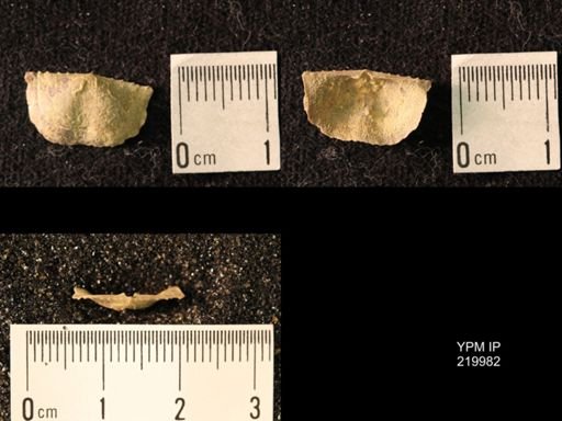 Chonetes sp.