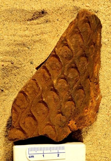 Lepidodendron sp.