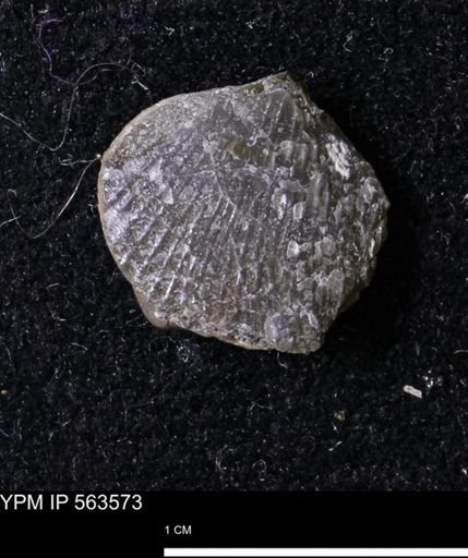 Oxytoma (Hypoxytoma) sp.