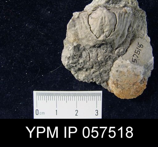 Leptaena rhomboidalis