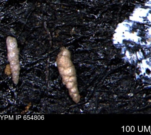 Verneuilinoides kansasensis