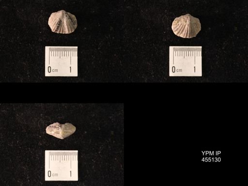 Platystrophia sublaticosta