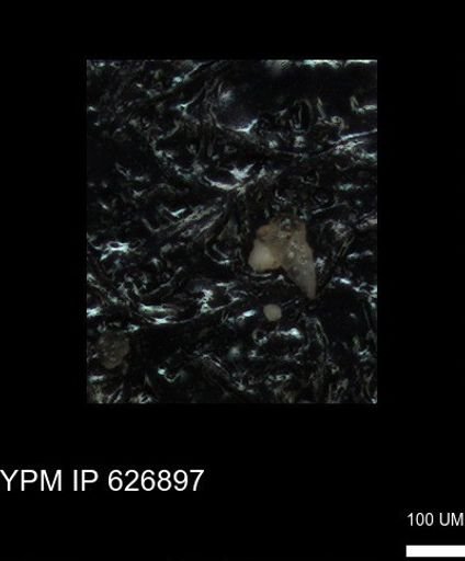 undet. Heterohelicidae