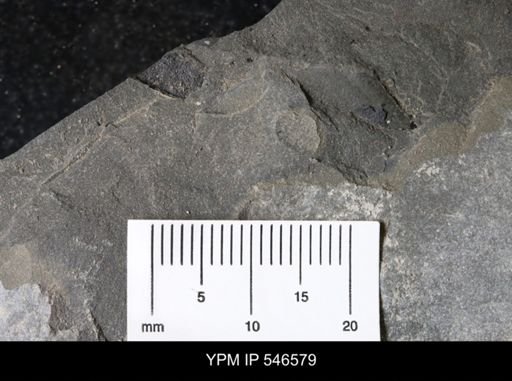 undet. Eurypterida