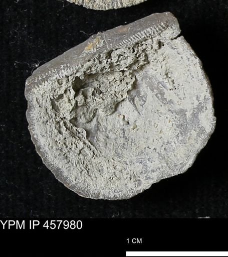 Strophodonta sp.