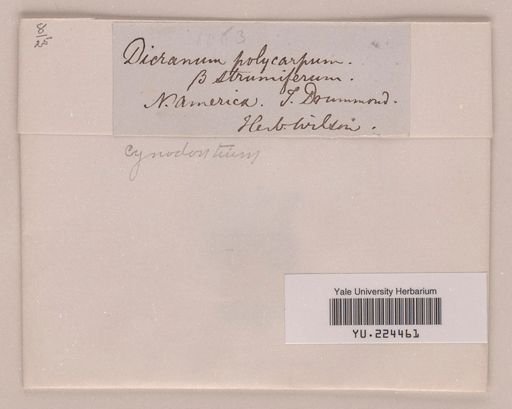 Cynodontium polycarpum