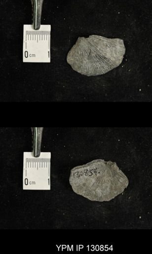 Stropheodonta sp.