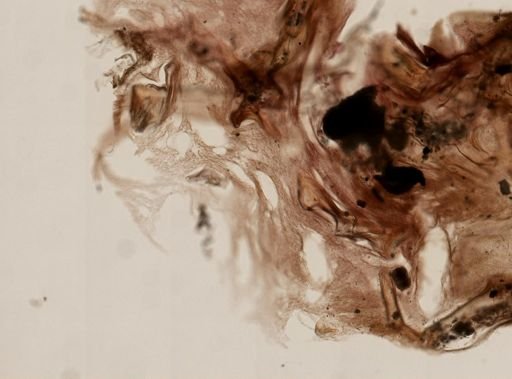 Fasciospongia cavernosa