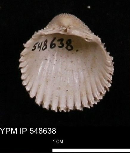 Trachycardium emmonsi