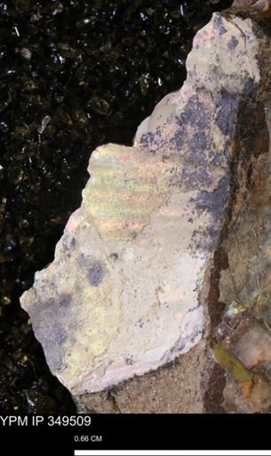 undet. Ammonoidea