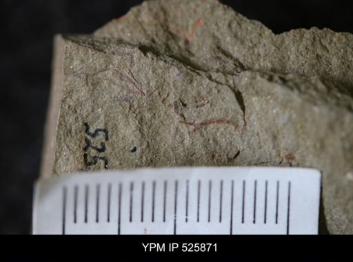 undet. Graptolithina