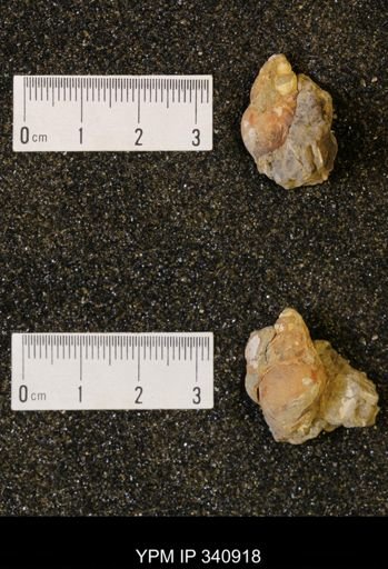 Goniobasis? tenuicarinata
