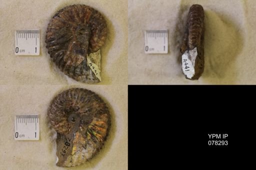 Jeletzkytes nebrascensis